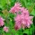 Аквилегия БАРЛОУ ПИНК гибрид МакКаны — описание сорта Аквилегия БАРЛОУ ПИНК гибрид МакКаны в Мурманске