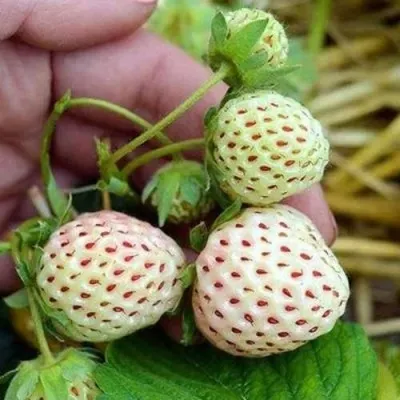 Клубника АНАНАСА ремонтантная в Мурманске