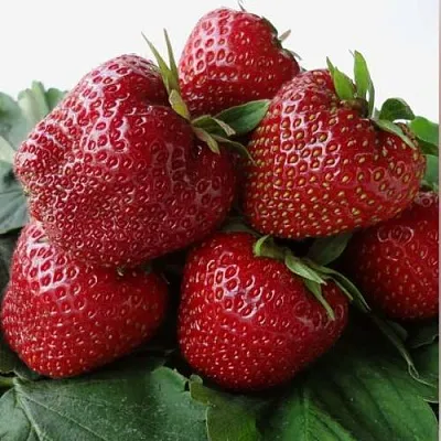 Клубника НАБИЛА  Клубника НАБИЛА в Мурманске