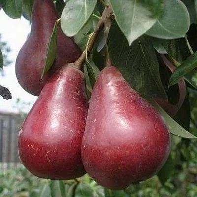 Груша СТАРКРИМСОН  Груша СТАРКРИМСОН в Мурманске