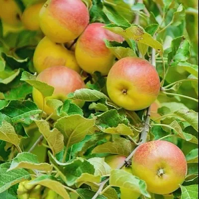 Яблоня ПАМЯТЬ БЛЫНСКОГО колонновидная  Яблоня ПАМЯТЬ БЛЫНСКОГО колонновидная в Мурманске