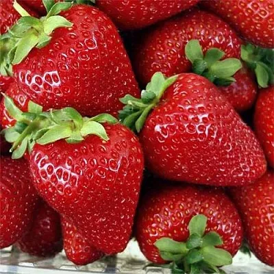 Клубника СКАЛА  Клубника СКАЛА в Мурманске