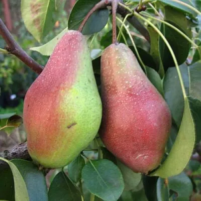 Груша ЯКОВЛЕВСКАЯ  Груша ЯКОВЛЕВСКАЯ в Мурманске