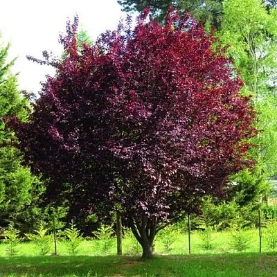 Декоративная  Декоративная в Мурманске