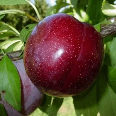 ШАРАФУГА  ШАРАФУГА в Мурманске