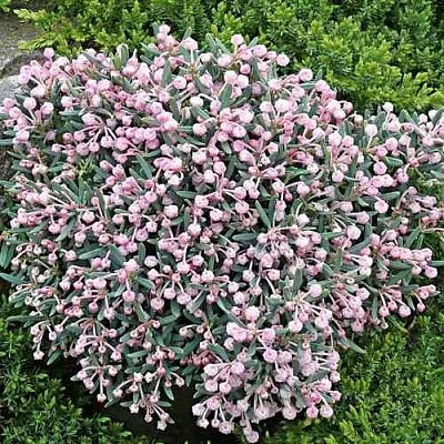 Андромеда БЛЮ АЙС многолистная в Мурманске