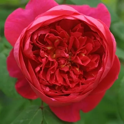 Саженцы роз БЕНДЖАМИН БРИТТЕН шраб  Саженцы роз БЕНДЖАМИН БРИТТЕН шраб в Мурманске