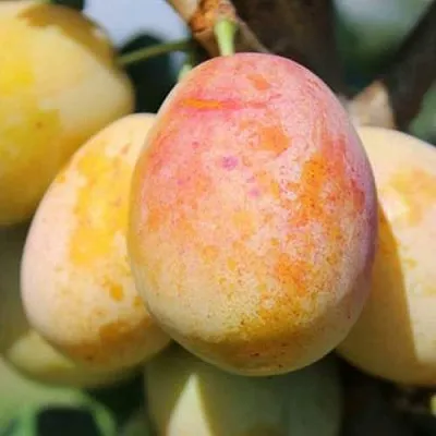 АПРИМИРА  АПРИМИРА в Мурманске