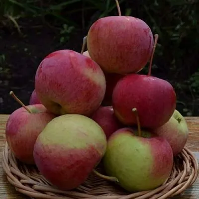 Яблоня РОДНИКОВАЯ  Яблоня РОДНИКОВАЯ в Мурманске