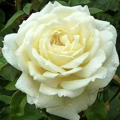 Саженцы роз ЖАННА МОРО чайно-гибридная  Саженцы роз ЖАННА МОРО чайно-гибридная в Мурманске