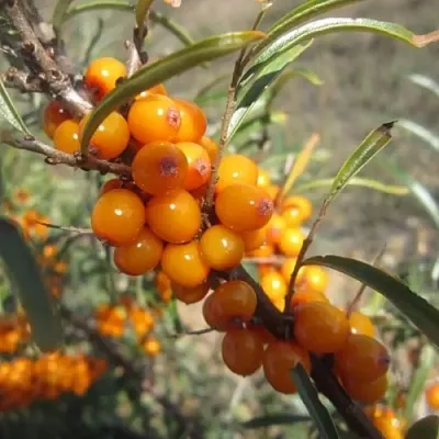 Облепиха СУДАРУШКА в Мурманске
