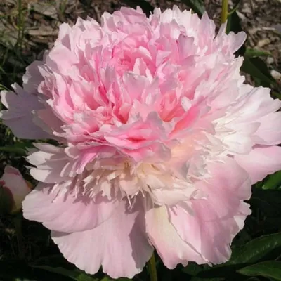 Пион ПЕЧЕР травянистый — описание сорта Пион ПЕЧЕР травянистый в Мурманске