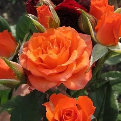 Саженцы роз АЛЕГРИЯ спрей  Саженцы роз АЛЕГРИЯ спрей в Мурманске