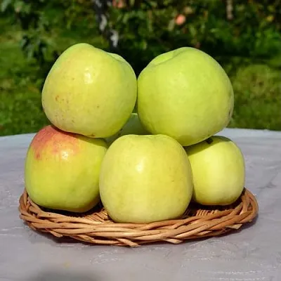 Яблоня БИРСКОЕ ГРУШЕВОЕ (БИЧИК)  Яблоня БИРСКОЕ ГРУШЕВОЕ (БИЧИК) в Мурманске