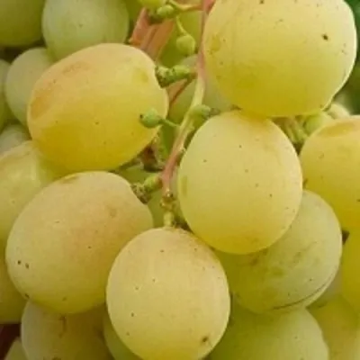 Виноград ТАЛИСМАН в Мурманске