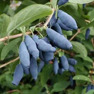 Жимолость съедобная ТОМИ японская  Жимолость съедобная ТОМИ японская в Мурманске