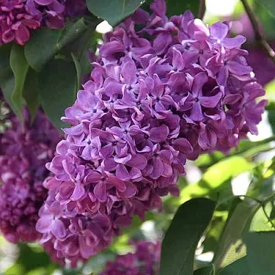 Сирень КАПИТАН ГАСТЕЛЛО  Сирень КАПИТАН ГАСТЕЛЛО в Мурманске