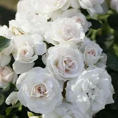 Саженцы роз АСПИРИН флорибунда  Саженцы роз АСПИРИН флорибунда в Мурманске