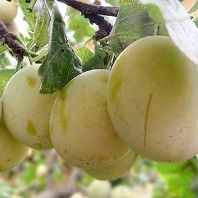 Слива УТРО  Слива УТРО в Мурманске