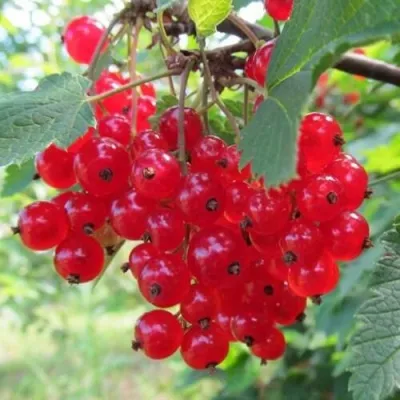 Смородина красная КРАСНАЯ АНДРЕЙЧЕНКО — описание сорта Смородина красная КРАСНАЯ АНДРЕЙЧЕНКО в Мурманске