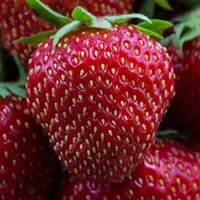 Клубника НАНДИ  Клубника НАНДИ в Мурманске