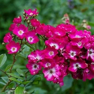 Саженцы роз МАРДЖОРИ ФЕЙР полиантовая  Саженцы роз МАРДЖОРИ ФЕЙР полиантовая в Мурманске