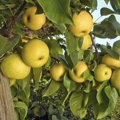 саженцы груши саженцы груши