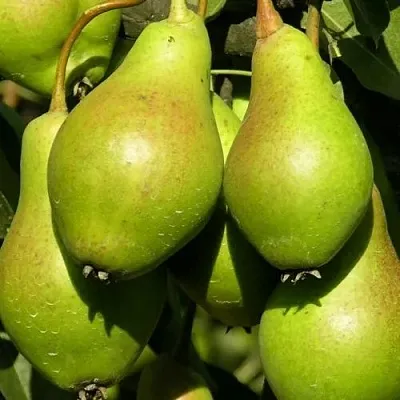 Груша АННУШКА  Груша АННУШКА в Мурманске