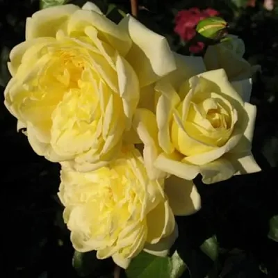 Саженцы роз КАЗИНО плетистая  Саженцы роз КАЗИНО плетистая в Мурманске