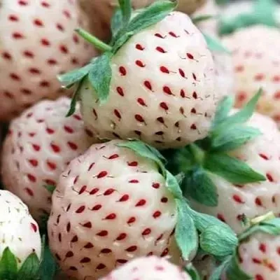 Клубника АНАНАСА ремонтантная  Клубника АНАНАСА ремонтантная в Мурманске