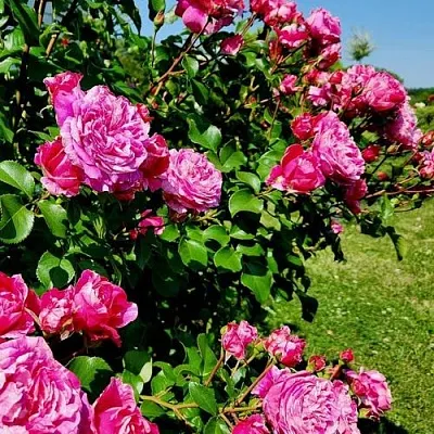 Саженцы роз ИНЕС САСТР плетистая  Саженцы роз ИНЕС САСТР плетистая в Мурманске