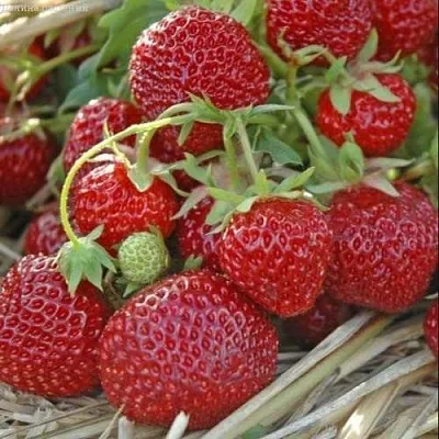 Клубника ЗЕНГА-ЗЕНГАНА  Клубника ЗЕНГА-ЗЕНГАНА в Мурманске