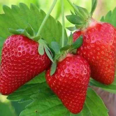 Клубника КЛОДИЯ  Клубника КЛОДИЯ в Мурманске