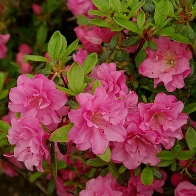 Азалия РОЗИНЕТТА японская  Азалия РОЗИНЕТТА японская в Мурманске