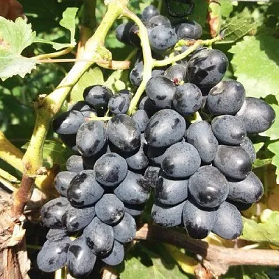 Виноград КИШМИШ АТТИКА  Виноград КИШМИШ АТТИКА в Мурманске