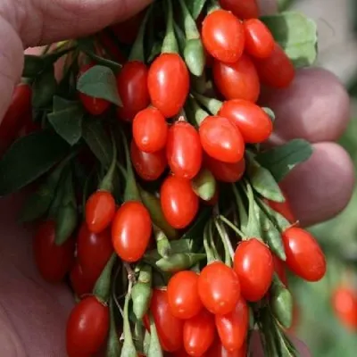 Годжи КОРЕАН БИГ — описание сорта Годжи КОРЕАН БИГ в Мурманске