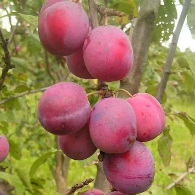 Слива ЭДИНБУРГСКАЯ  Слива ЭДИНБУРГСКАЯ в Мурманске