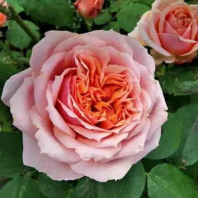 Саженцы роз ПОЛЬ БОКЮЗ шраб  Саженцы роз ПОЛЬ БОКЮЗ шраб в Мурманске