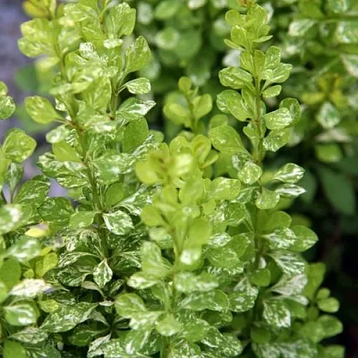 Барбарис ПАУ ВАУ тунберга в Мурманске