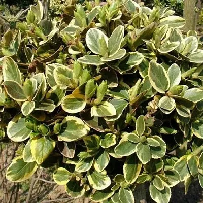 Бересклет КАНАДЕЙЛ ГОЛД   Бересклет КАНАДЕЙЛ ГОЛД  в Мурманске