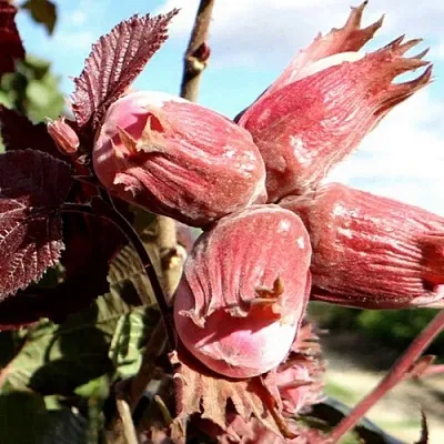 Фундук АЛЫЙ ПАРУС в Мурманске