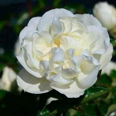 Саженцы роз ВАЙТ МЕЙДИЛАНД почвопокровная  Саженцы роз ВАЙТ МЕЙДИЛАНД почвопокровная в Мурманске