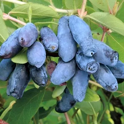 Жимолость съедобная ПАВЛОВСКАЯ  Жимолость съедобная ПАВЛОВСКАЯ в Мурманске