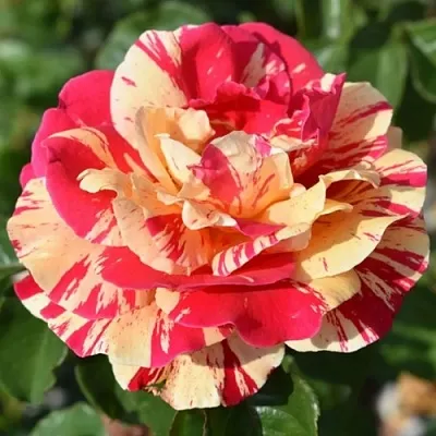 Саженцы роз ВАНИЛЛА ФРАЙЗ плетистая  Саженцы роз ВАНИЛЛА ФРАЙЗ плетистая в Мурманске