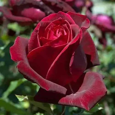 Саженцы роз ПАПА МЕЙЯН чайно-гибридная в Мурманске