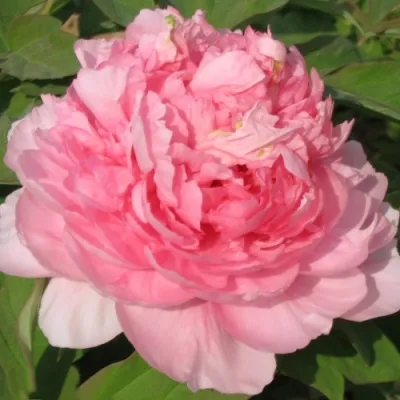 Пион ИМПЕРАТОРСКАЯ НАЛОЖНИЦА древовидный в Мурманске