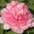 Пион ИМПЕРАТОРСКАЯ НАЛОЖНИЦА древовидный — описание сорта Пион ИМПЕРАТОРСКАЯ НАЛОЖНИЦА древовидный в Мурманске