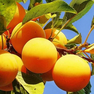 Желтая   Желтая  в Мурманске