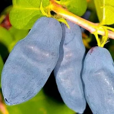 Жимолость съедобная ДЛИННОПЛОДНАЯ  Жимолость съедобная ДЛИННОПЛОДНАЯ в Мурманске