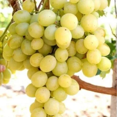 Виноград ТАЛИСМАН в Мурманске